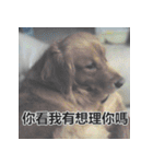 Jinboadog（個別スタンプ：12）