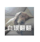 Jinboadog（個別スタンプ：14）