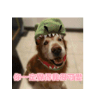 Jinboadog（個別スタンプ：15）