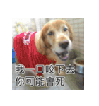 Jinboadog（個別スタンプ：16）