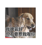Jinboadog（個別スタンプ：17）