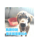 Jinboadog（個別スタンプ：18）