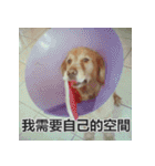 Jinboadog（個別スタンプ：19）