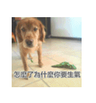 Jinboadog（個別スタンプ：21）