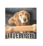 Jinboadog（個別スタンプ：22）