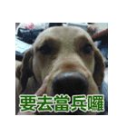 Jinboadog（個別スタンプ：26）