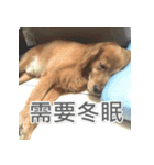 Jinboadog（個別スタンプ：27）