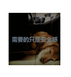Jinboadog（個別スタンプ：28）