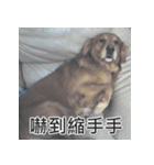 Jinboadog（個別スタンプ：29）