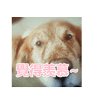 Jinboadog（個別スタンプ：30）