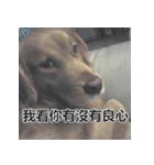 Jinboadog（個別スタンプ：31）