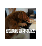 Jinboadog（個別スタンプ：33）