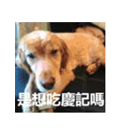 Jinboadog（個別スタンプ：34）