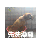 Jinboadog（個別スタンプ：35）
