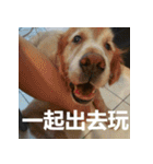 Jinboadog（個別スタンプ：36）