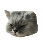 Fat Boy Cat-1（個別スタンプ：1）