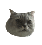 Fat Boy Cat-1（個別スタンプ：4）