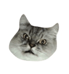 Fat Boy Cat-1（個別スタンプ：9）