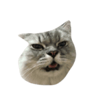 Fat Boy Cat-1（個別スタンプ：10）