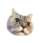 Fat Boy Cat-1（個別スタンプ：11）