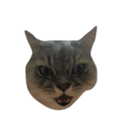 Fat Boy Cat-1（個別スタンプ：12）