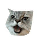 Fat Boy Cat-1（個別スタンプ：13）
