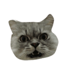 Fat Boy Cat-1（個別スタンプ：14）