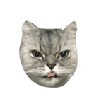 Fat Boy Cat-1（個別スタンプ：16）
