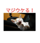 natume-dono（個別スタンプ：3）