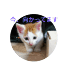 natume-dono（個別スタンプ：4）