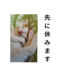 natume-dono（個別スタンプ：8）
