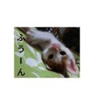 natume-dono（個別スタンプ：10）