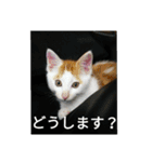 natume-dono（個別スタンプ：12）