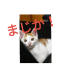 natume-dono（個別スタンプ：13）