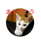 natume-dono（個別スタンプ：14）