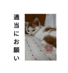natume-dono（個別スタンプ：15）