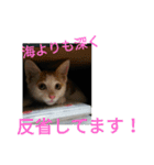 natume-dono（個別スタンプ：16）