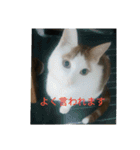 natume-dono（個別スタンプ：21）