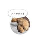 モカちゃんスタンプver2（個別スタンプ：3）