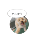 モカちゃんスタンプver2（個別スタンプ：8）