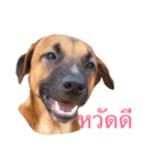 Mad Dog！！（個別スタンプ：1）