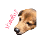 Mad Dog！！（個別スタンプ：5）