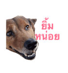 Mad Dog！！（個別スタンプ：8）