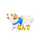 アポロが大好き（個別スタンプ：1）