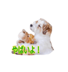 アポロが大好き（個別スタンプ：2）