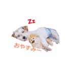 アポロが大好き（個別スタンプ：3）