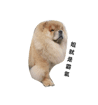 Chow Chow 1（個別スタンプ：1）