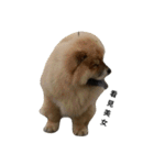 Chow Chow 1（個別スタンプ：2）