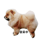 Chow Chow 1（個別スタンプ：3）