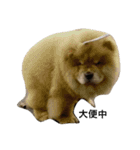 Chow Chow 1（個別スタンプ：4）